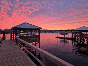 Carolina Joy image